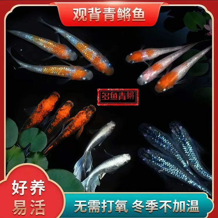 观背青鳉鱼冷水小型干支混搭天使之翼观赏鱼不打氧好养活适合新手
