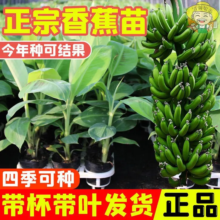 香蕉苗矮化蕉苗粉蕉苗皇帝蕉苗中蕉9号香蕉树苗盆栽庭院带土带叶