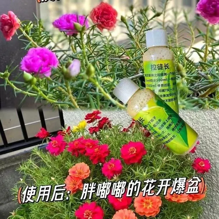 太阳花控旺矮化控型促进枝条发芽分化（植物通用型）