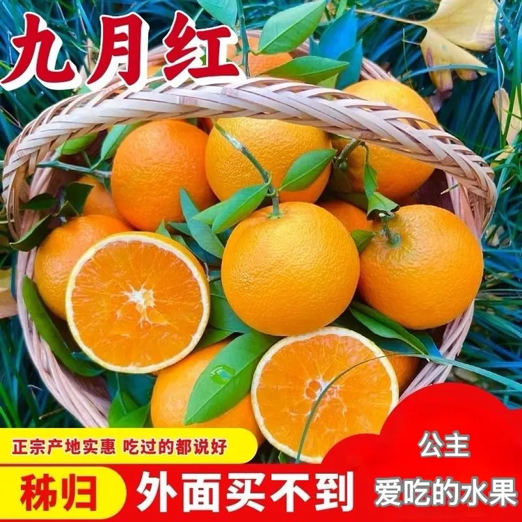 【坏果包赔】湖北秭归九月红橙子