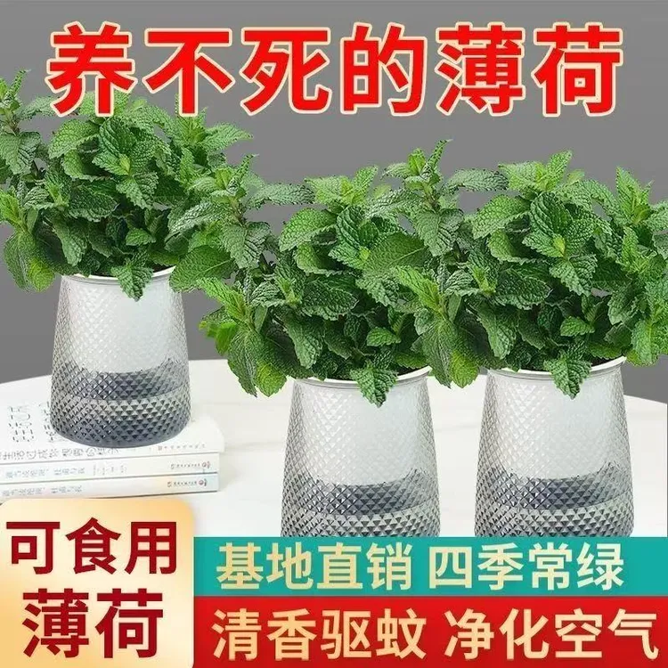 薄荷盆栽四季常青可泡茶室内驱蚊净化空气好养绿植