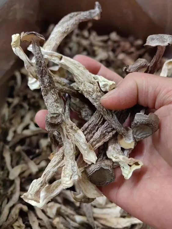 【鹿茸菇】可炒菜，煲汤，凉拌，脆嫩有营养