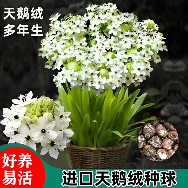 进口天鹅绒伯利恒之星种球多年生耐寒花卉庭院阳台盆地栽四季开花
