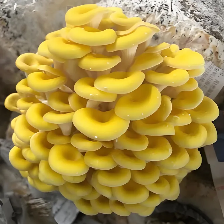 云南鲜鸡油黄榆皇菇煲汤爆炒火锅