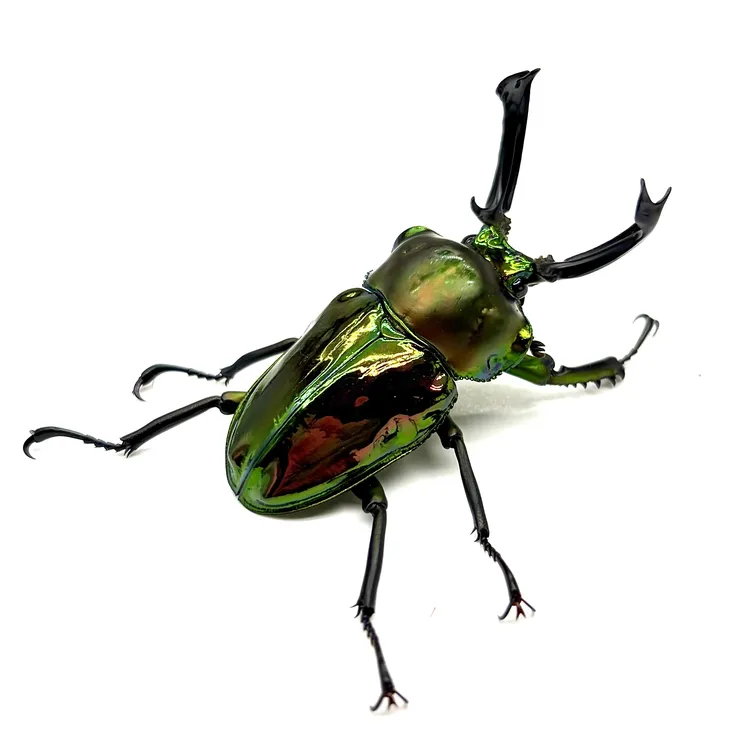 彩虹锹甲成虫澳洲明星甲虫新手入门级活体甲虫宠物