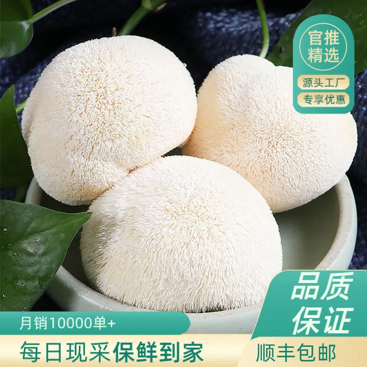  【顺丰包邮】云南特产新鲜蘑菇养胃煲汤养生火锅食用菌猴头菇