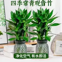 【买1送1】观音竹富贵竹水培绿植四季好养盆栽植物易活净化清新空气