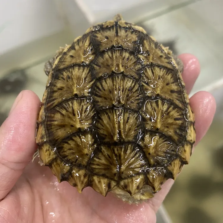 小变异辣椒底外塘冷水龟活体观赏龟适合深水饲养的小宠物