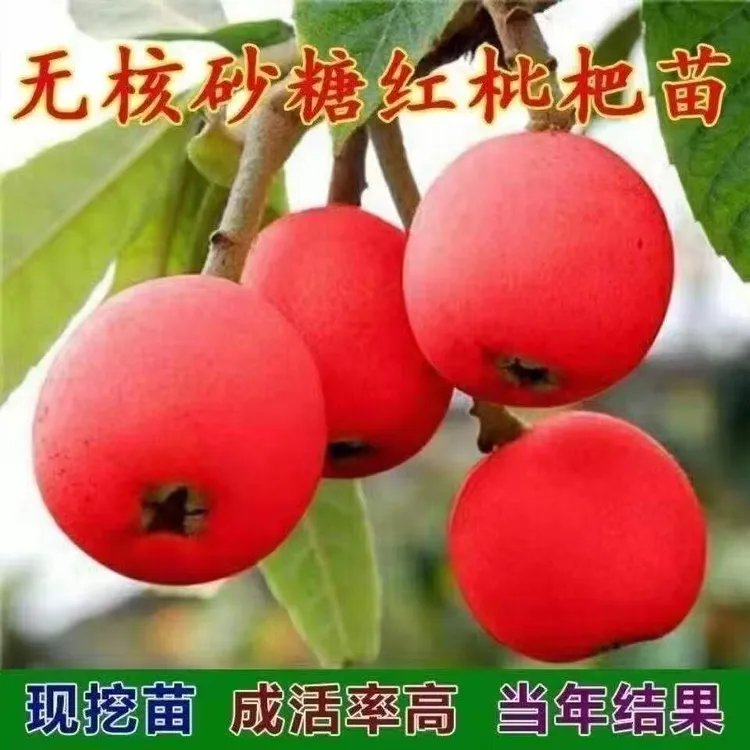 新品种嫁接无核砂糖红枇杷果树苗耐寒南方北方种植当年结果包成活