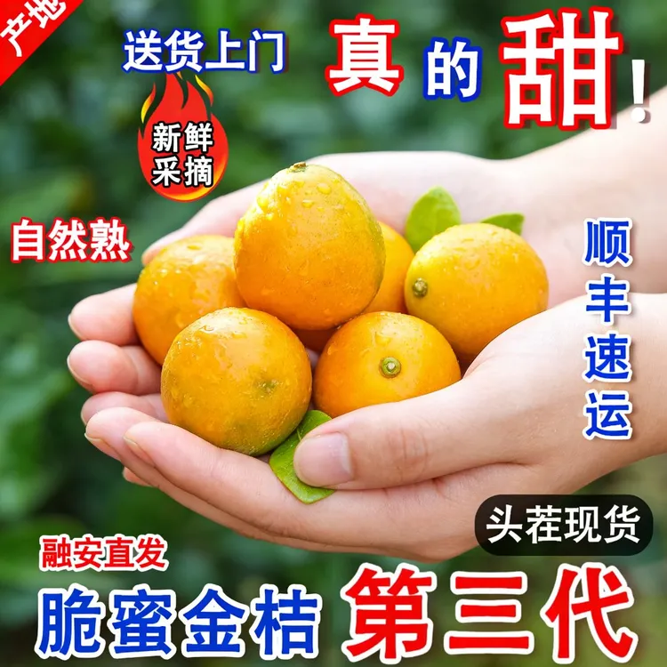 【精选品质】广西融安第三代脆蜜金桔现摘皮薄爆甜多汁