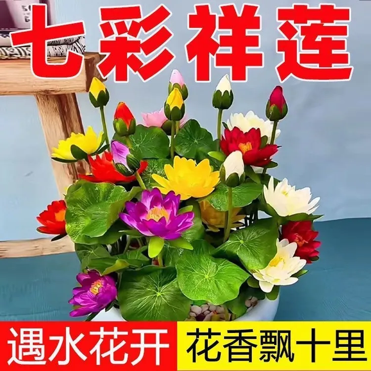 碗莲种七彩五颜六色水培花卉水养四季莲花荷花种莲藕绿植水培莲子