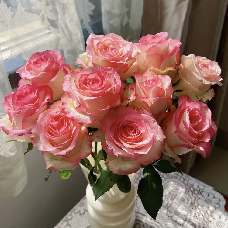 艾莎月季花盆栽庭院花园植物耐寒耐晒易养护爆花强