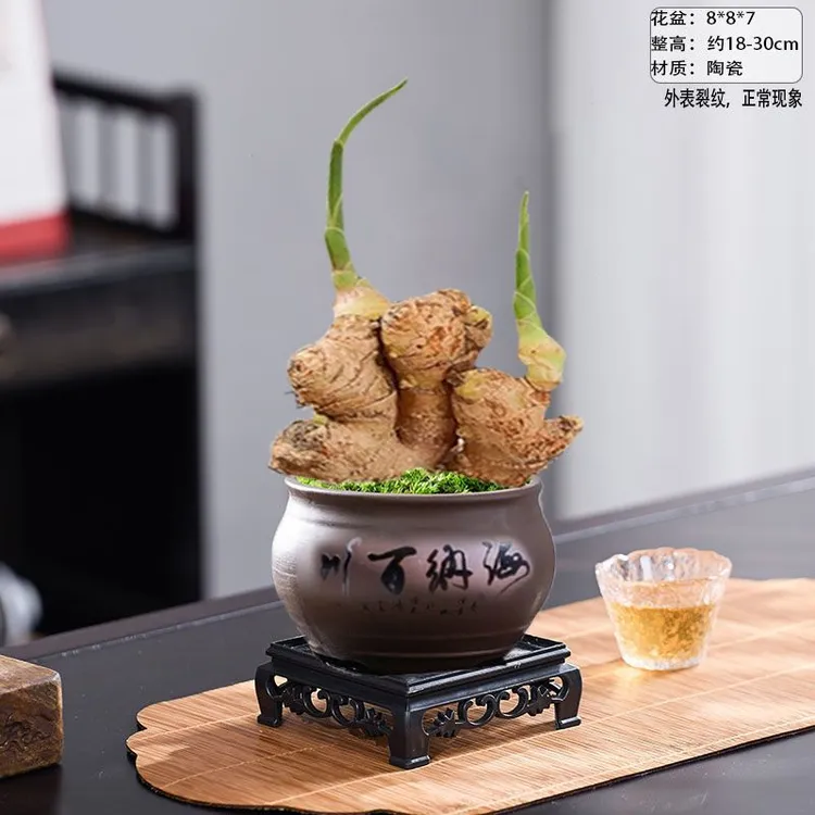 阿婆同款生姜禄根盆栽植带芽室内创意摆放生姜盆栽