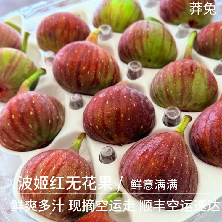 【莽兔精品】新鲜无花果云南应季时令水果天然孕妇鲜果老树现摘现发