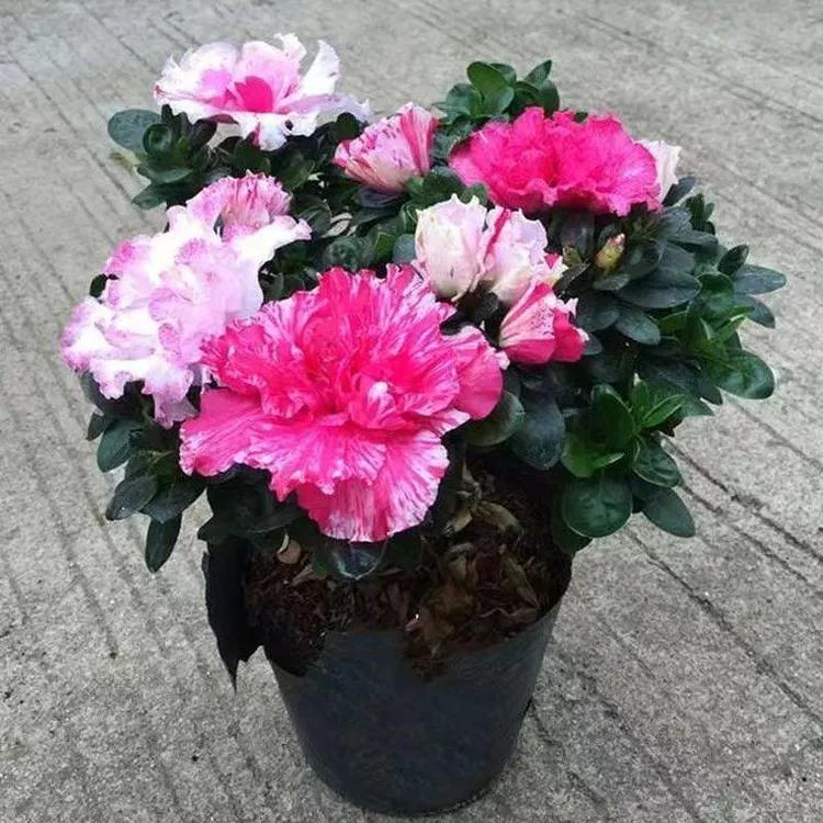 五宝杜鹃花盆栽带花苞发货四季开花室内外客厅阳台花卉绿植好养