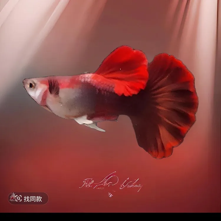 进口巴西灰背（满绒）菊花帆折扇（入缸后不包损）