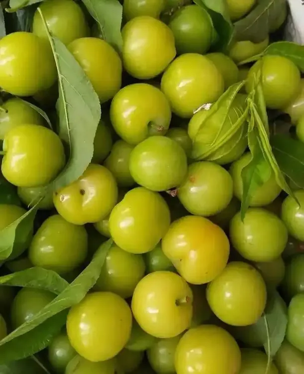 云南普洱三月李 酸酸甜甜解馋