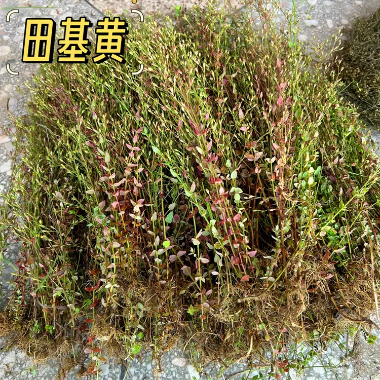 江西山区田基黄干货整株野生地耳草功效黄花草作用根茎晒干泡茶