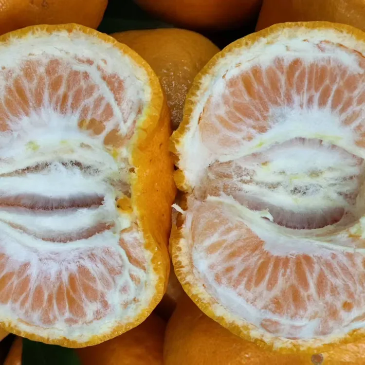 四川省屏山县家乡特产椪柑现摘现发