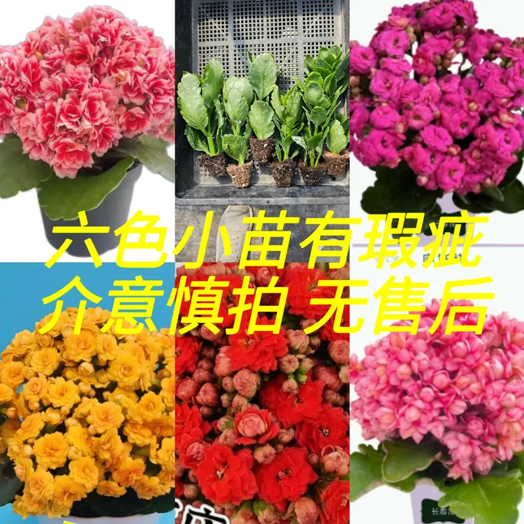 瑕疵长寿花六色小苗 一单六个包邮 叶片有点小黑点 介意勿拍