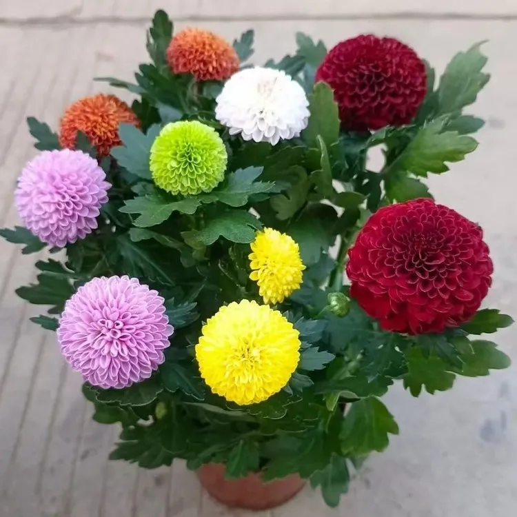 七彩乒乓乒乓球四季开花菊花带花盆栽花卉庭院鲜花阳台好养室内