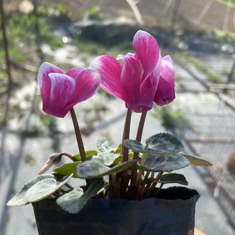 仙客来小苗盆栽室内花卉四季开花重瓣带花苞好（拍1发3）