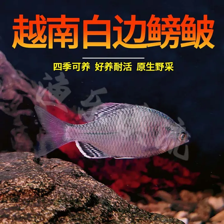 越南鳑鲏鱼白边鳑鲏鱼冷水观赏鱼除藻耐活群游原生淡水鱼