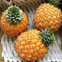 【六妈推荐】西瓜凤梨 香甜多汁水润 1件7斤起 辽宁发货