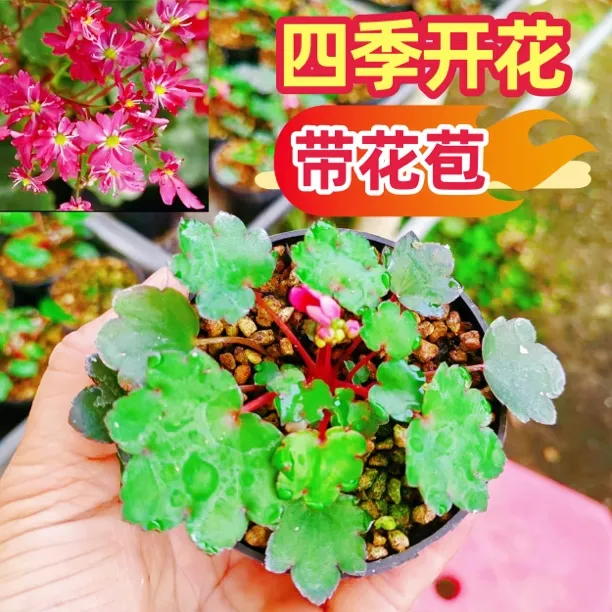 带花苞四季开花日本大文字草虎耳草多年生舞动精灵盆栽耐荫绿植物