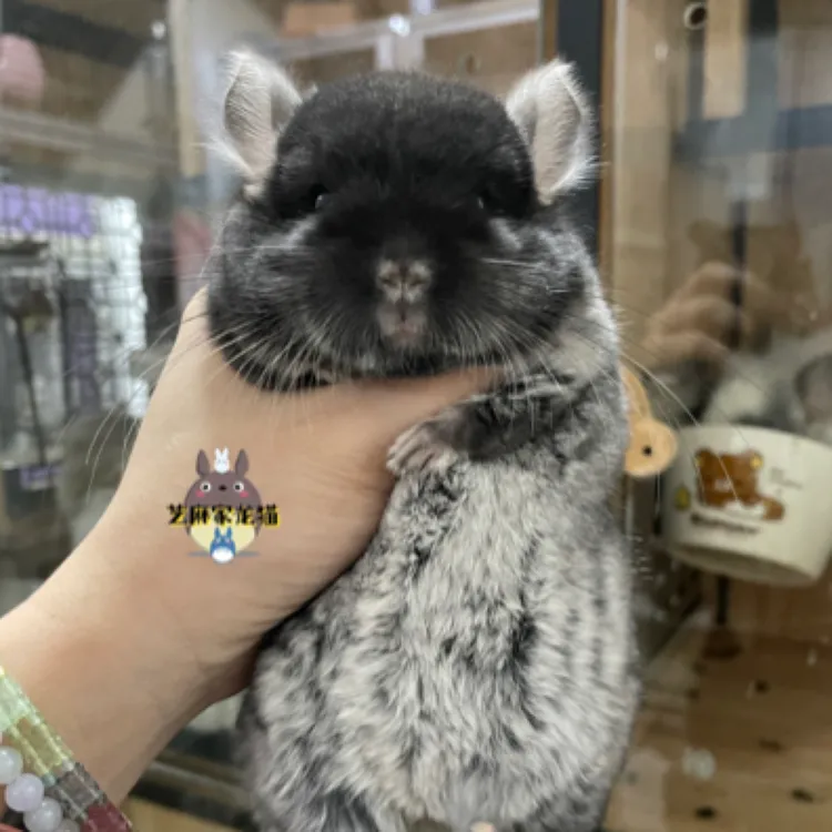 龙猫 活体 携长丝绒黑妹妹