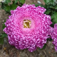 【洹水映月】大花富贵菊九月菊花苗盆栽适合室内外庭院阳台种植