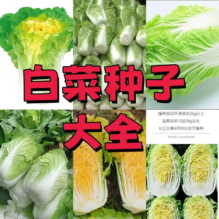 【白菜种子大全】白菜种子大全适合冬储蔬菜种植  