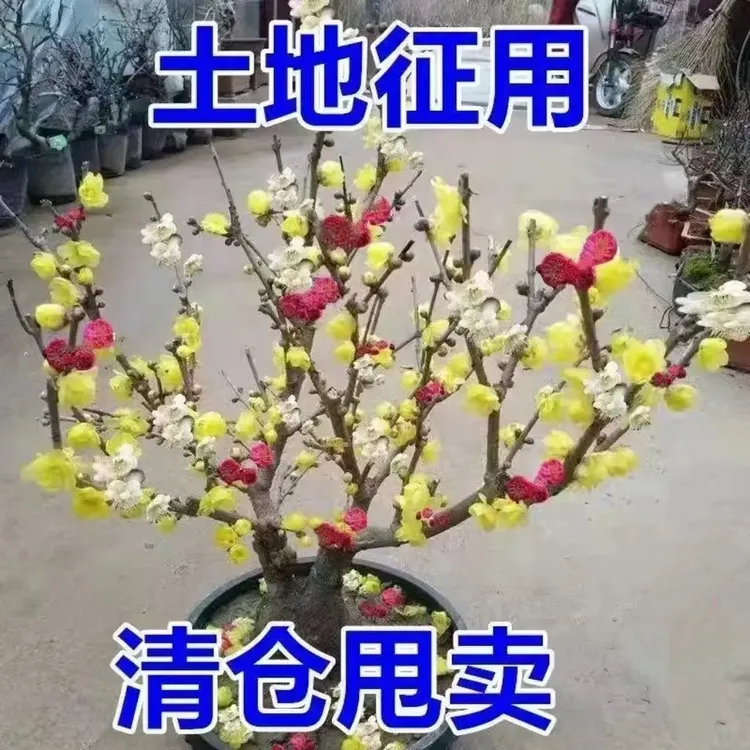 (带芽发货)耐寒浓香型梅花树盆栽室内外庭院阳台花卉绿植腊梅老桩