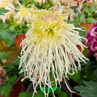 【盘龙卓越 】大花富贵菊九月菊花苗盆栽适合室内外花开好看