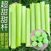 【五袋包邮】高糖甜杆种子薄皮甜杆种子水果高粱种子青皮甘蔗种子当