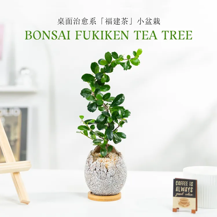 福建茶盆景室内花卉茶桌面绿植禅意摆件悬崖飘枝造型盆栽四季常青