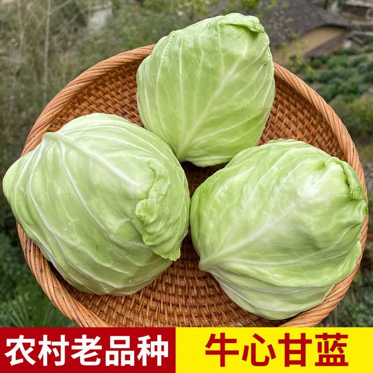 云南新鲜包菜卷心菜甘蓝高山蔬菜现砍现发农家自种