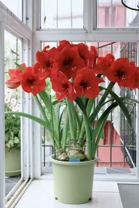 国产自然球2个圣诞快乐【7厘米+】朱顶红园艺盆栽球