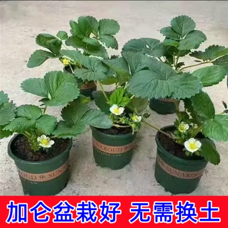 【0.5加仑】草莓秧苗四季草莓苗南北方当年结果奶油草莓苗红颜草莓