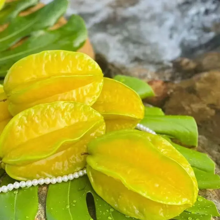 正宗福建漳州树上熟精品杨桃鲜采摘新鲜产地顺丰杨桃新鲜产地直发