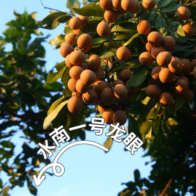 福建晚熟水南一号龙眼