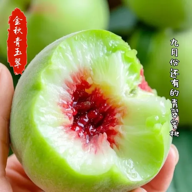 【金秋青玉翠】八月翠酥脆蜜桃翡翠大青桃甜桃非青州蜜桃现摘现发