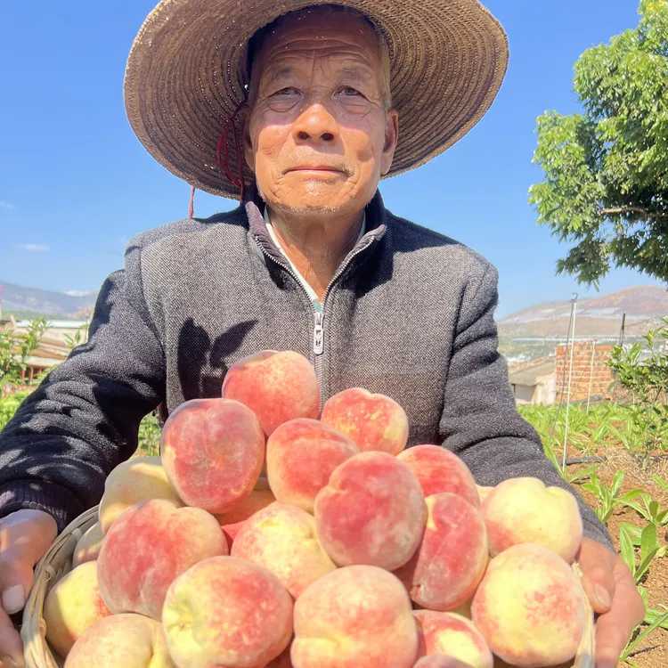 云南大理高山冬桃新鲜现摘脆甜水果桃子冬雪蜜桃家庭装