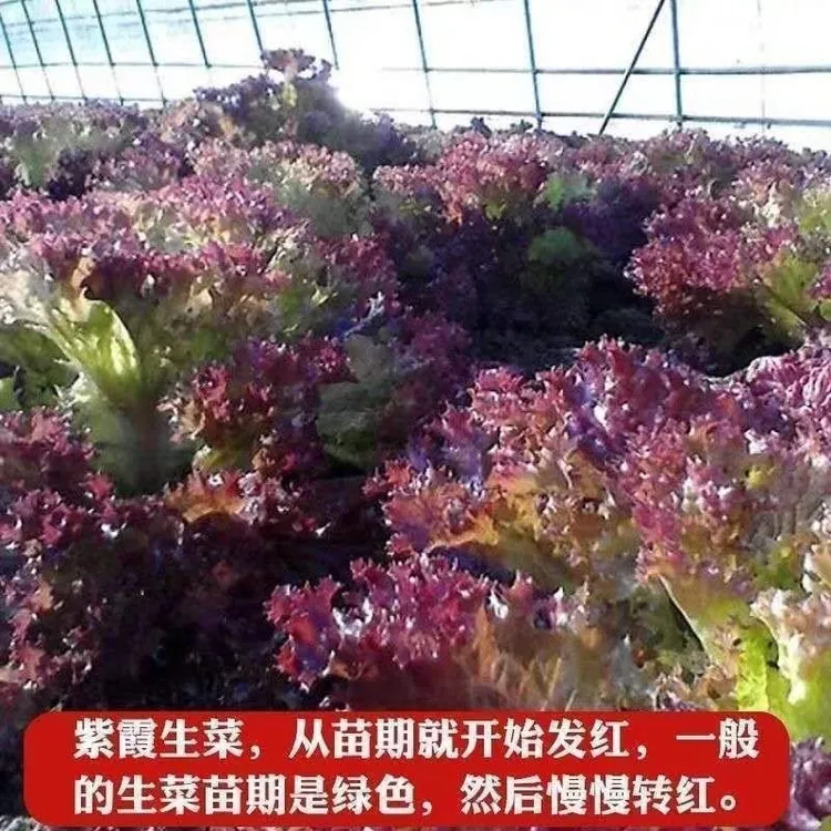 【紫色生菜种子】红叶紫叶生菜不招虫耐热蔬菜青菜沙拉菜四蔬菜