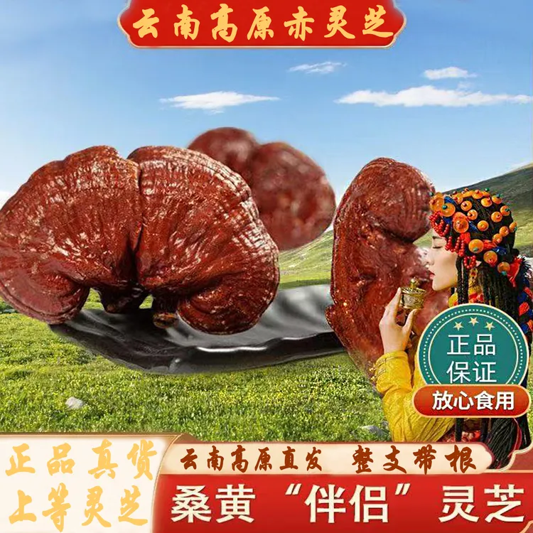 赤灵芝老灵芝滋补品云南特产中药材灵芝中草药送老人食材