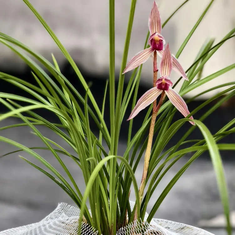 直播间，兰花一物一拍