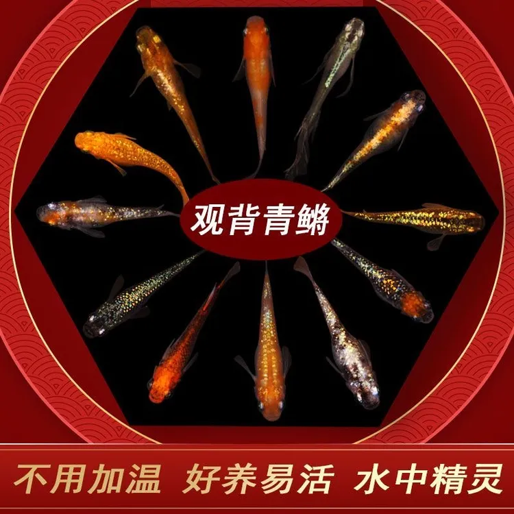 渔场直发观背青鳉冷水观赏鱼除油膜鱼苗好养耐活适合古法缸混养