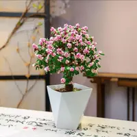 金枝玉叶室内外花卉好养美观好看绿植盆栽多肉花卉