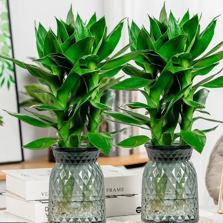 【买1送1】观音竹富贵竹水培绿植四季好养盆栽植物花易活净化清新空