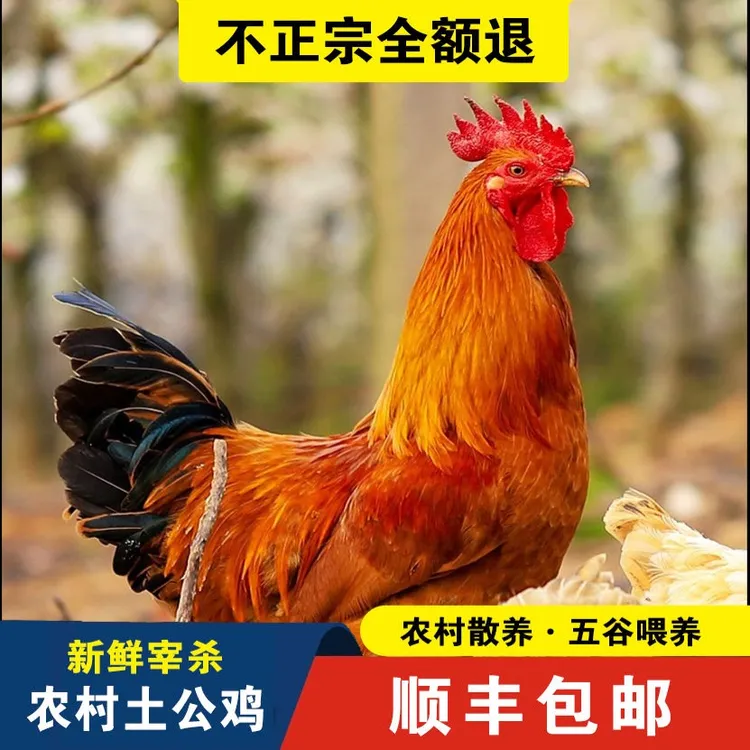 【农村土公鸡】拓鲜生合作社自由觅食散养现杀5斤顺丰包邮